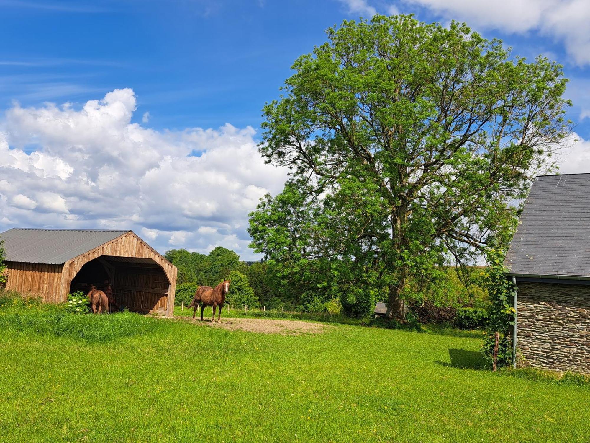 Gite L'Olivier A Filly - Nadrin, Entre Houffalize Et La Roche-En-Ardenne エクステリア 写真