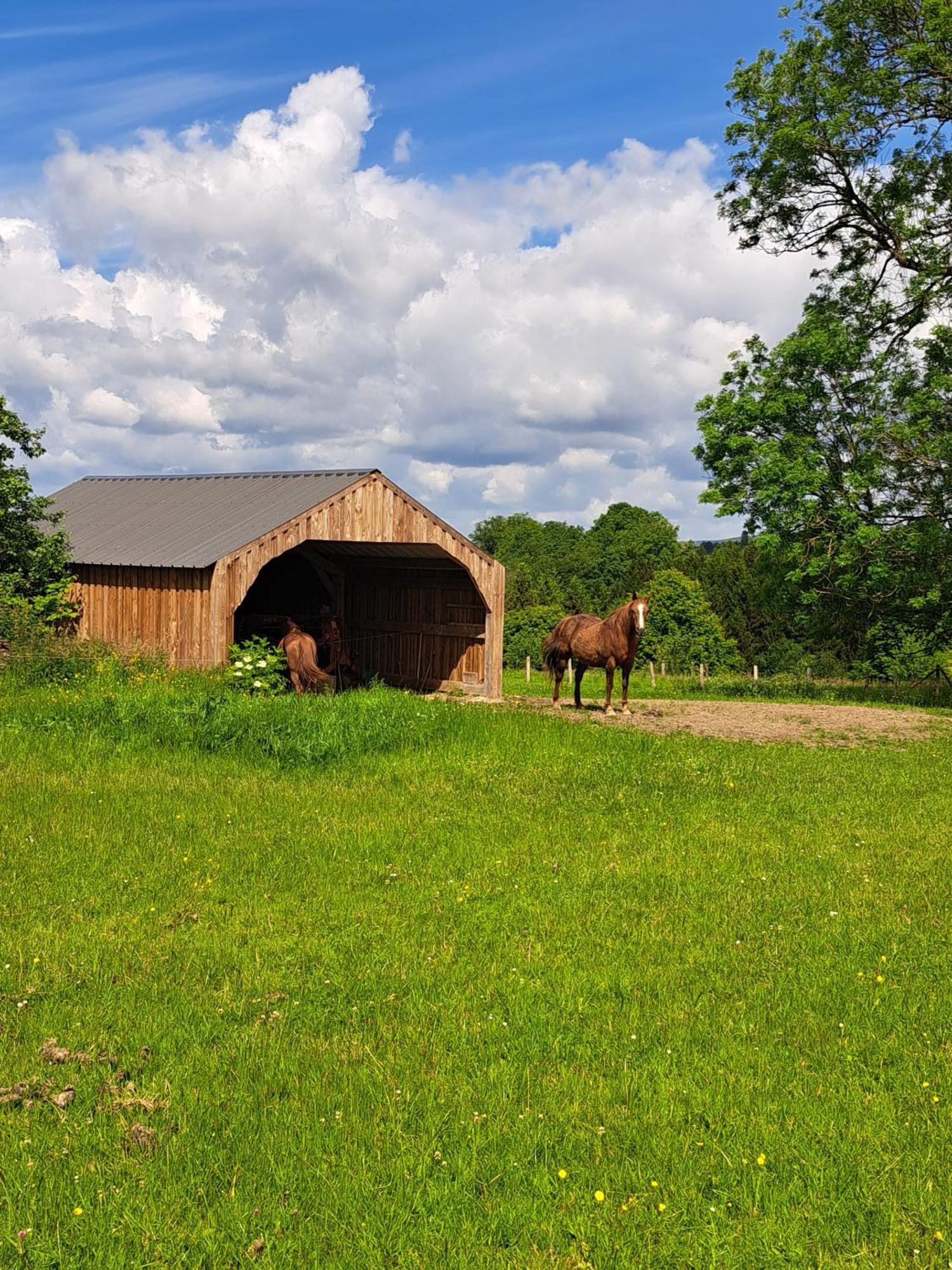 Gite L'Olivier A Filly - Nadrin, Entre Houffalize Et La Roche-En-Ardenne エクステリア 写真